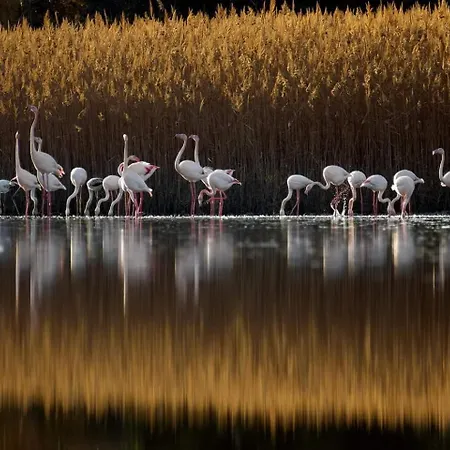 Magical View 1 Asproneri,